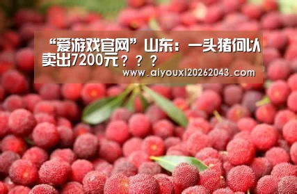 “爱游戏官网”山东:一头猪何以卖出7200元???(图1) 爱游戏赛事